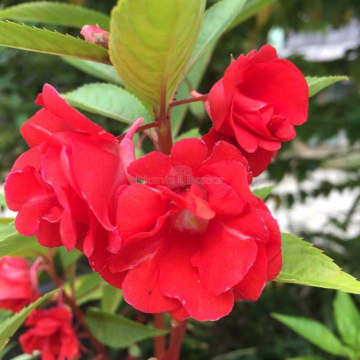 สีส้ม