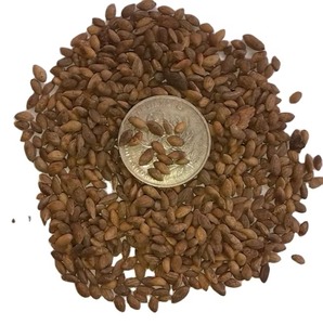 1 ק "ג מחיר הסיטונאי גלם טבעי בוגר <span class=keywords><strong>pinus</strong></span> massoniana לגדול עץ <span class=keywords><strong>pinus</strong></span> massoniana
