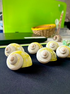 Mixed Ocean Seashells Natural Empty Clean Beach <strong>Shell</strong> Raw Sea <strong>Shells</strong> Combination Box for Home Decor Crafts Making - Product Image 2