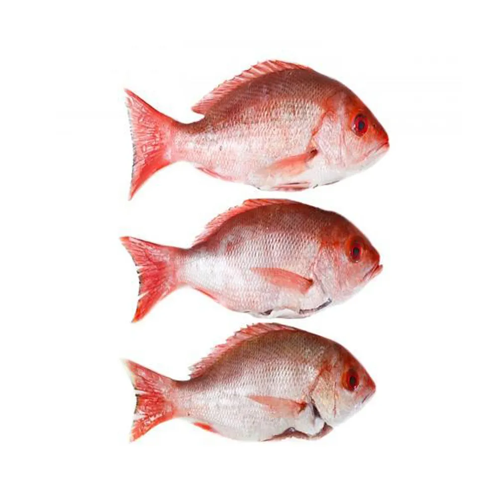 سمك الشراشيب الأبيض والأحمر عالي الجودة درجة غذائية 10 كجم عبوة 27 طن 15 يوم مجمّد سمك الشراشيب الملكي شراشيب طازجة سعر السمكة الأحمر والأبيض