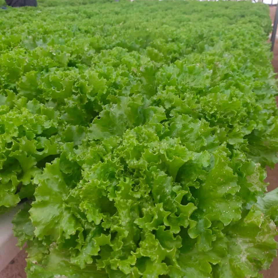 Lechuga verde hidropónica, lechuga fresca de Batavia, verduras orgánicas para ensalada en Egipto, venta al por mayor