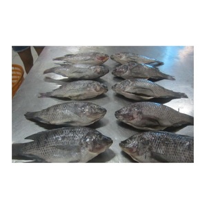 דג tilapia דגים באיכות גבוהה קפוא פילה כל מי שמומר ארוז בתפזורת ויטמינים המחיר הטוב ביותר למכירה