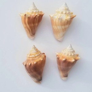 Dekor büyük boy temiz kuru kabuklu kabukları satış deniz kabuğu deniz kabuğu vietnam'dan ihracat için hazır - Product Image 6