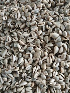 Takı tasarımcıları için delikler ile çeşitli boyutlarda doğal cowry kabukları - Product Image 3