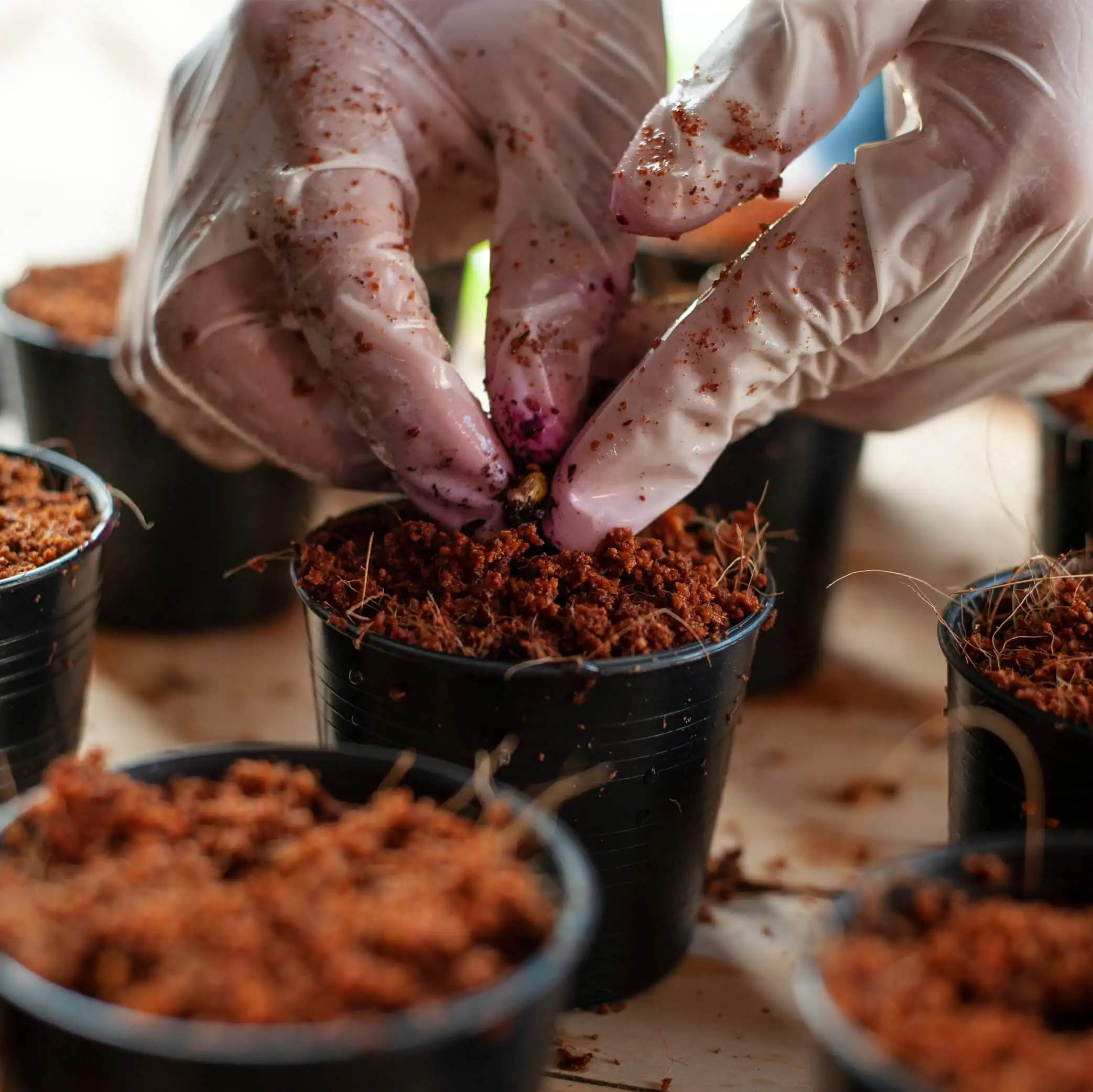 उच्च-गुणवत्ता 100% कार्बनिक नारियल पीट: कम चुनाव आयोग और पीएच Potting सब्सट्रेट मिट्टी पौधों के लिए