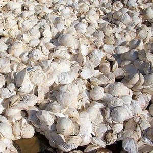 High-Grade <strong>Natural</strong> <strong>Rubber</strong> Cup Lump with 72% Dry <strong>Rubber</strong> Content for Sale.