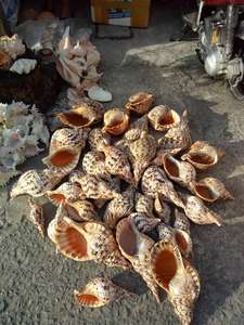 Wholesales Trumpet Triton <strong>Shells</strong> - Large Handicraft Seashell - Unique <strong>Shells</strong> From Vietnam - Cleaned <strong>Shell</strong> for Craft 99GD - Product Image 6
