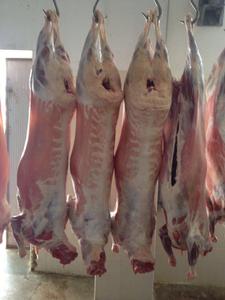 WHOLE BODY <strong>HALAL</strong> FRESH / <strong>USA</strong> FROZEN Sheep Meat LAMB / SHEEP MEAT / CARCASS or SALE - Product Image 3