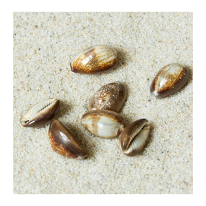 Cowrie <strong>Shell</strong> from 99 Gold Data Vietnam Used for DIY Projects and Artisan Jewelry with Natural Cowrie <strong>Shell</strong> - Product Image 4