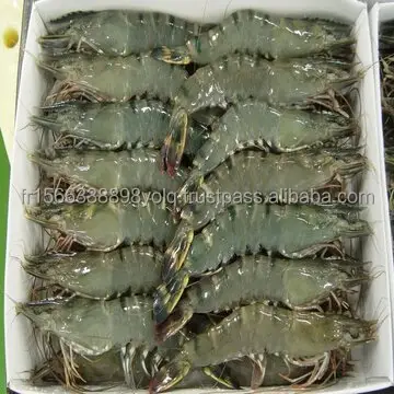 Gambas Tigre negras congeladas 6-8 mariscos a la venta