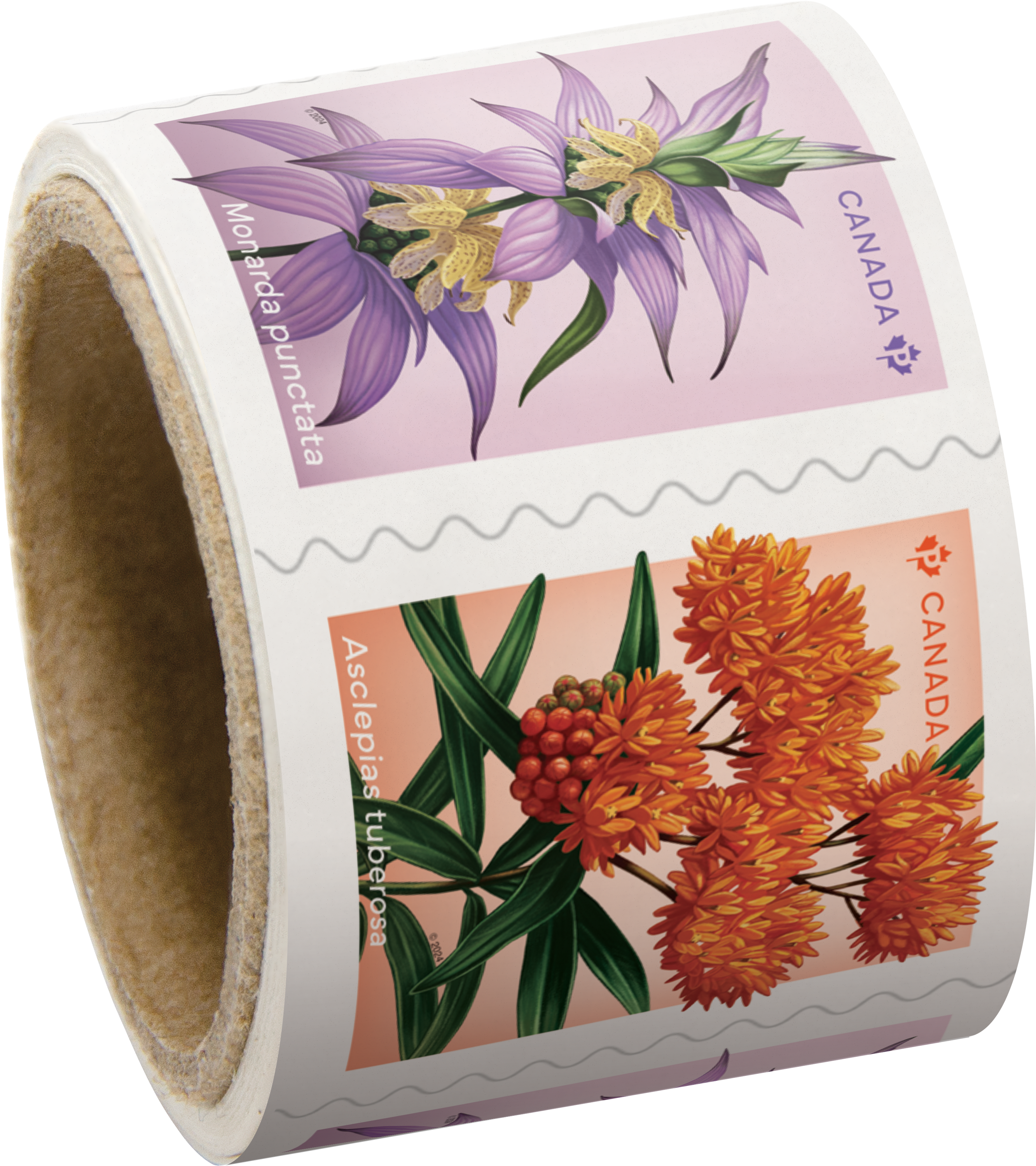 2024 Wildflowers