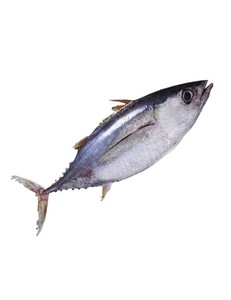 マグロの丸ごと販売/冷凍新鮮ブラックフィンマグロ販売/新鮮マグロの卸売