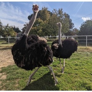 Hot bán tươi Đà điểu trứng cung cấp bán buôn với giá nhà máy và chất lượng tốt nhất cho ấp trứng hoặc tiêu thụ - Product Image 6