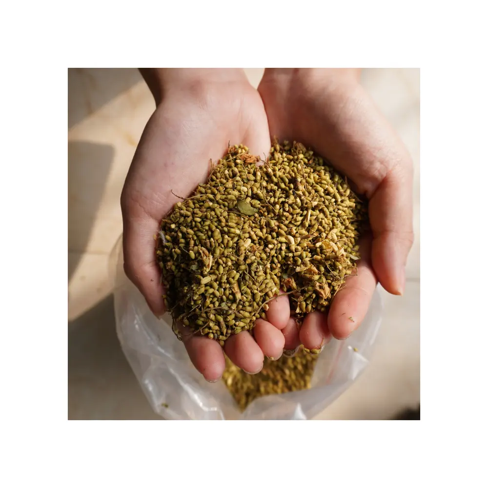 Extrato de Sophora Japonica 100% Natural Quercetina 95% Ervas de alta qualidade para Extrato de Planta Medicina