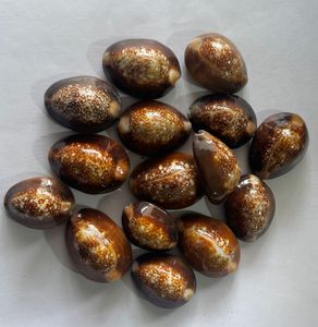 Özel yapılmış kahverengi kaplan cowry kabukları boyutu 1 inç için ideal takı tasarımcıları ve boncuk mağazaları için yeniden satış için uygun el sanatları - Product Image 3
