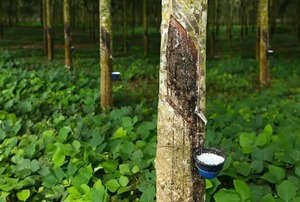 <strong>TSR</strong> <strong>10</strong> NATURAL RUBBER