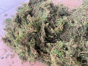 最畅销的森林绿色苔藓种植来自越南的树木保暖 - Product Image 3