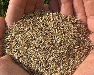 Premium Festuca Rubra Rubra rayap merah biji <span class=keywords><strong>Fescue</strong></span> tumbuh cepat membentuk pasti garam (hedrun DLF) - Product Image 4