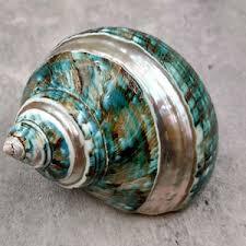 Elegant Turbo Burgess Seashells from Vietnam - Natural Polished <strong>Shells</strong> for Crafts, Animal Style Decor, and Art Projects - Product Image 4