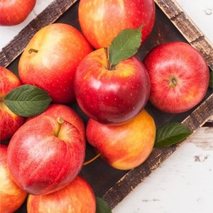 Sweet Fresh Royal Gala <strong>apple</strong> Fresh Fuji and Red Star <strong>Apples</strong> and Other Fresh Fruits at Wholesale Price in Bulk for <strong>Export</strong> - Product Image 4