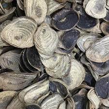 กระเป๋าหีบห่อธรรมชาติ murex opculum เปลือกหอยแห้ง - Product Image 2