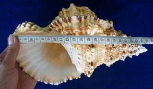 Wholesales Trumpet Triton <strong>Shells</strong> - Large Handicraft Seashell - Unique <strong>Shells</strong> From Vietnam - Cleaned <strong>Shell</strong> for Craft 99GD - Product Image 5