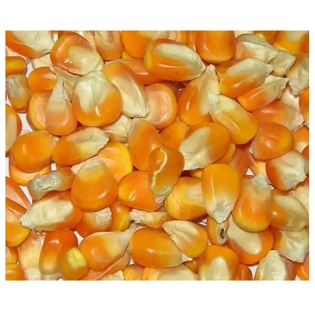 Export Top Selling Non GMO Yellow Corn/ Yellow Corn & White Corn/Air Dried Yellow Corn for Sale