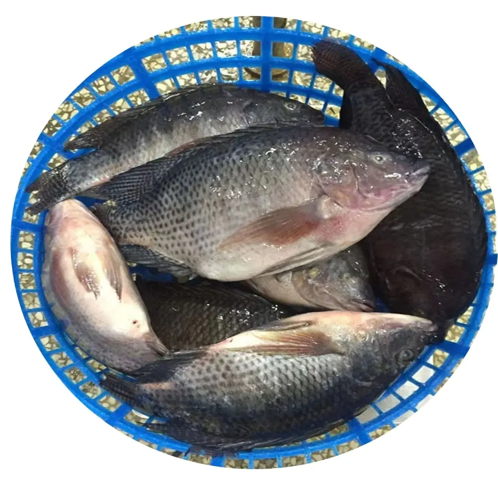 China exportiert heißer verkauf gefrorene schwarze tilápia fisch großhandelspreis günstige gefrorene tilápia 100-200 200-300 300-500 500-800