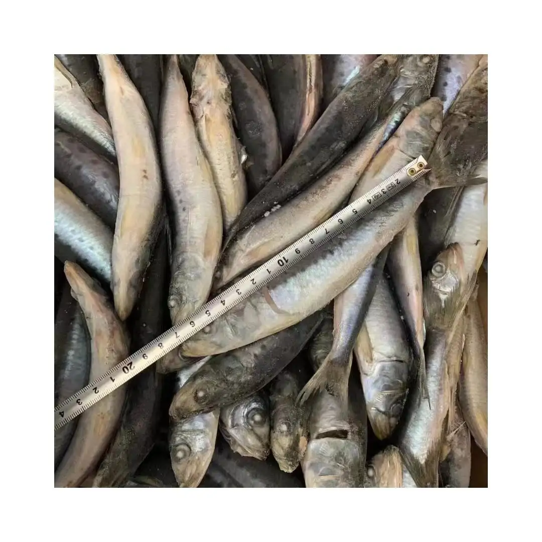 Poisson de haute qualité Sardines congelées en vrac Poisson de mer Fruits de mer surgelés Sardines