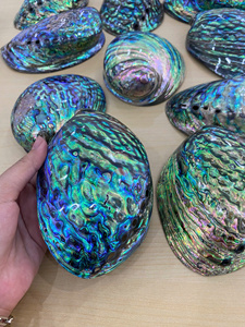 จี้เปลือกหอยเป๋าฮื้อขัดเงาเดี่ยวพร้อมสีรุ้งสวยงามงานฝีมือเปลือกหอยเป๋าฮื้อ-เหมาะสำหรับการทำเครื่องประดับ - Product Image 5