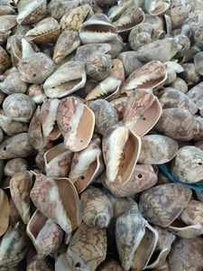Large Size Trumpet Seashells Triton Seashell Conch <strong>Shells</strong> Natural Sea <strong>Shell</strong> Originated From Vietnam - Product Image 5