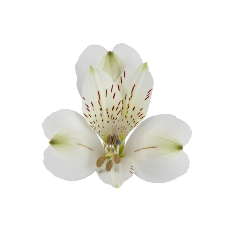 웨딩 꽃 프리미엄 케냐 신선한 컷 Alstroemeria 화이트 소매 및 도매 신선한 컷 꽃 62cm 길이 오래 지속