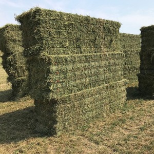 At besleme için yüksek kalite kabayonca saman doğrudan toptan satış taze toplu en iyi fiyat - Product Image 1