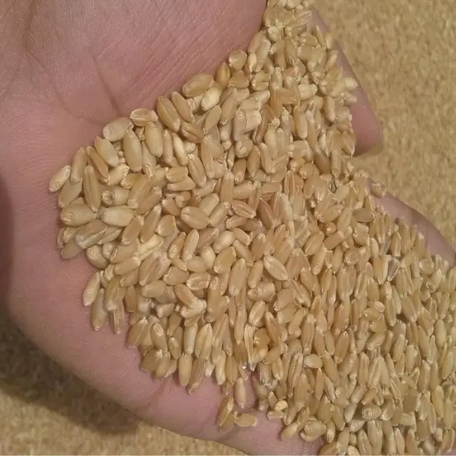 Grano di grano dall'india Max Soft Bag stile indiano imballaggio colore marrone tipo di origine naturale macinazione luogo di prodotti proteici secchi