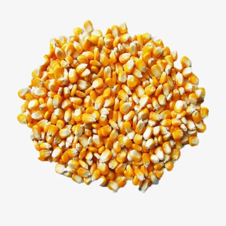 Импортная Желтая Кукуруза без ГМО/желтая кукуруза и белая кукуруза/Сушенная на воздухе Желтая Кукуруза для продажи упаковка 50 кг
