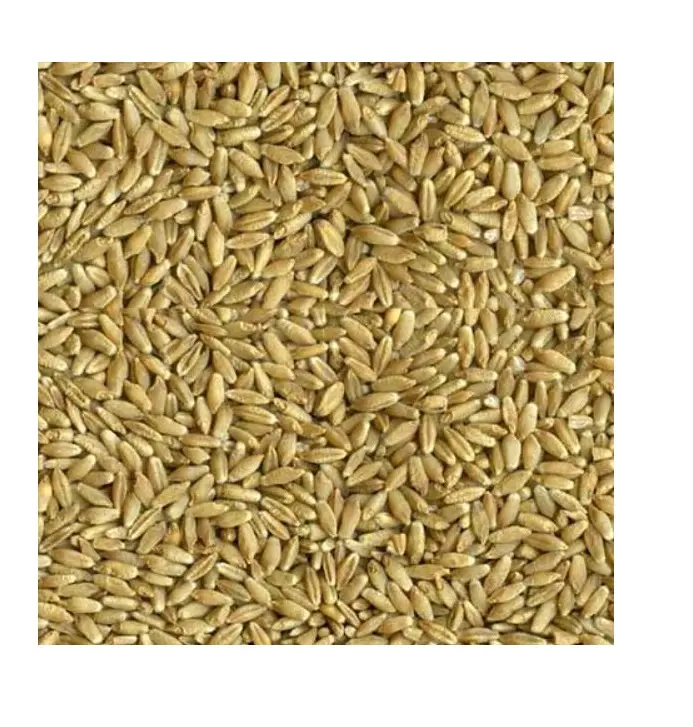 Achetez les meilleures ventes de grains de blé triticale en vrac/blé de haute qualité, grains de nutrition entiers pour l'exportation prix bon marché