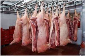 เปลือกหมูแช่แข็งลําตัวเล็กซี่โครงหมูสดซี่โครงอะไหล่เนื้อหมูสําหรับขาย
