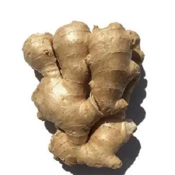 FRESH WASHED / UNWASHED GINGER FROM