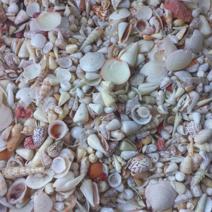 Vietnam Assorted Natural Seashells - Bulk Decorative Sea <strong>Shells</strong> in Mixed Shapes and Sizes for Handmade Projects - Product Image 1
