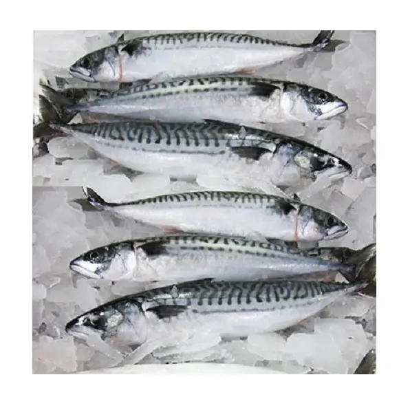 Toplu stok mevcut taze/dondurulmuş uskumru balığı hollanda üretici tarafından en ucuz fiyata