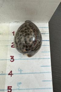 Сделанный на заказ большой Тигр Каури натуральный морской ракушки размером 4 дюйма идеально подходит для магазинов по продаже морских ракушек для перепродажи - Product Image 3