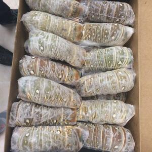 购买批发冷冻新鲜龙虾绿色新鲜生龙虾快速交货价格便宜现货活龙虾海鲜菜肴