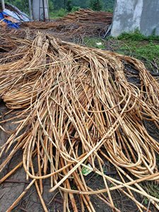ไม้เท้าหวายมะละกา,ไม้เท้าหวาย MANAU สำหรับส่งออกจากเวียดนาม - Product Image 6