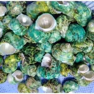 Elegant Turbo Burgess Seashells from Vietnam - Natural Polished <strong>Shells</strong> for Crafts, Animal Style Decor, and Art Projects - Product Image 1