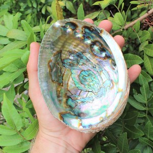 Raw Clean Dry <strong>Paua</strong> Abalone Shells Blue Green Abalone Shell for Sage Smudging Kits Cheapest Price - Product Image 4