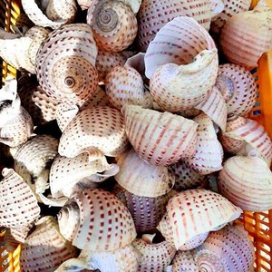 Natural Spotted Tun <strong>Shell</strong> from Vietnam - Large Decorative Sea <strong>Shells</strong> for Home &amp; Crafts Seashell Real Tonna Dolium - Product Image 1