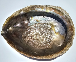 Güney afrika Abalone kabuk leke kase, Seashell tütsü brülör standart Abalone kabuk hint ucuz fabrika fiyatları - Product Image 2