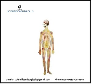 <strong>Human</strong> Nervous System Model Is Your Body Command Center and It Controls Your Movements Thoughts and Automatic Responses - Product Image 3