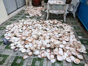 [HOT SALE 2023] Scallop <strong>Shells</strong> From Vietnam - Product Image 2