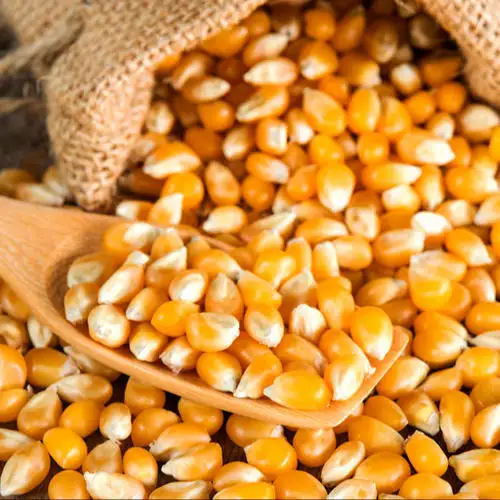 الذرة الصفراء الذرة لتغذية الحيوانات الذرة الصفراء ل علف دواجن الهندي أفضل جودة السائبة الكمية المتاحة